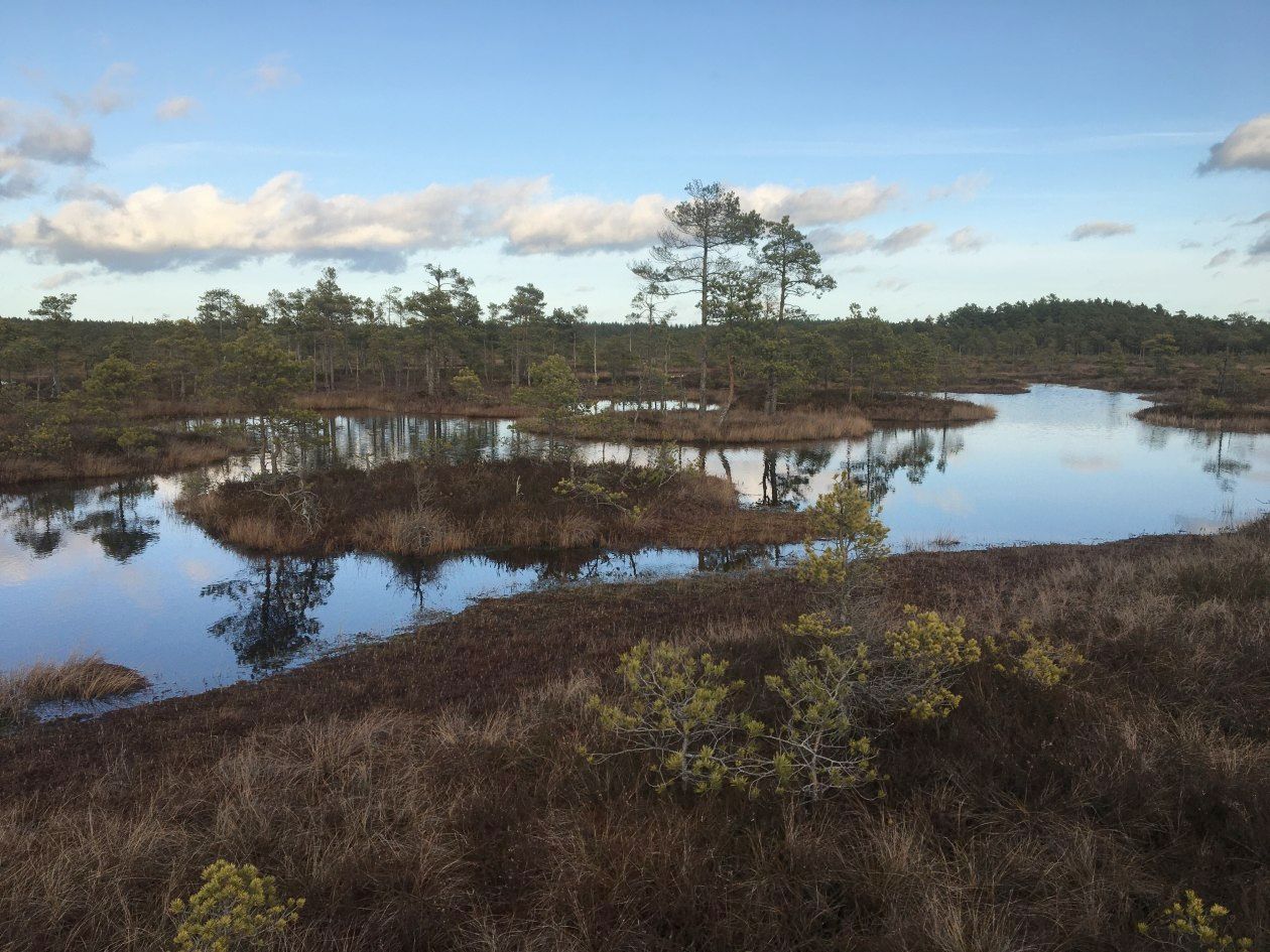 Zaļajā purvā uzsākta koku izciršana ūdens līmeņa atjaunošanai