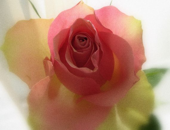 Gallery image 187446