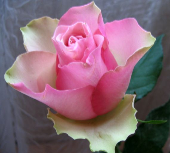 Gallery image 187447