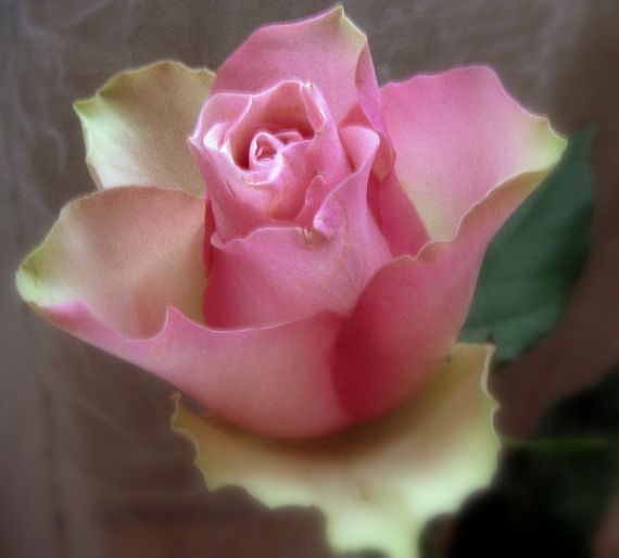 Gallery image 187445