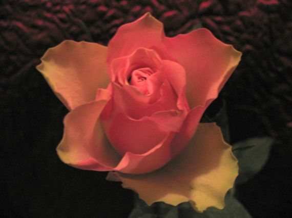 Gallery image 187448