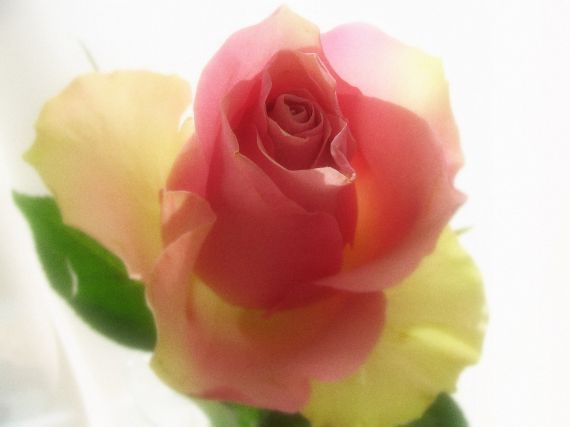 Gallery image 187449