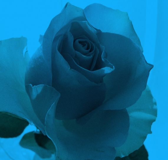 Gallery image 187450