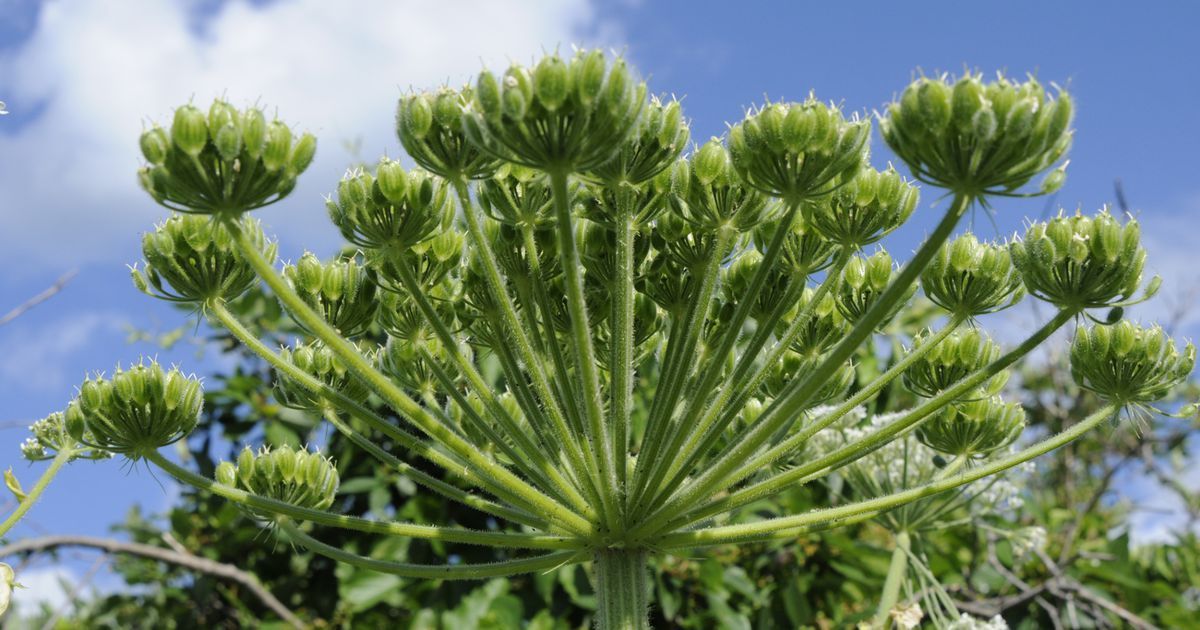 Cīņa ar latvāņiem – ar mainīgiem panākumiem
