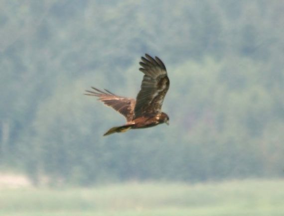 Gallery image 184135