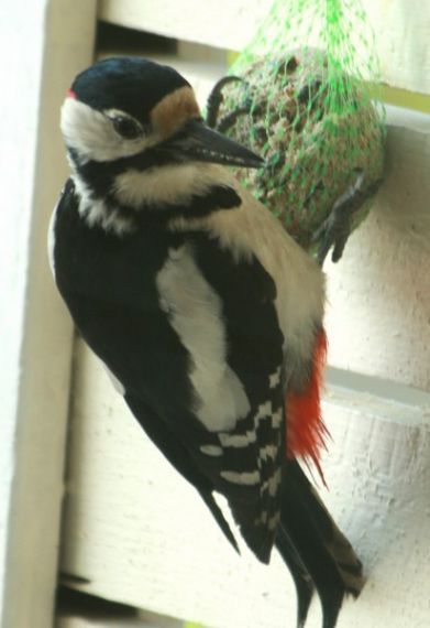 Gallery image 184133