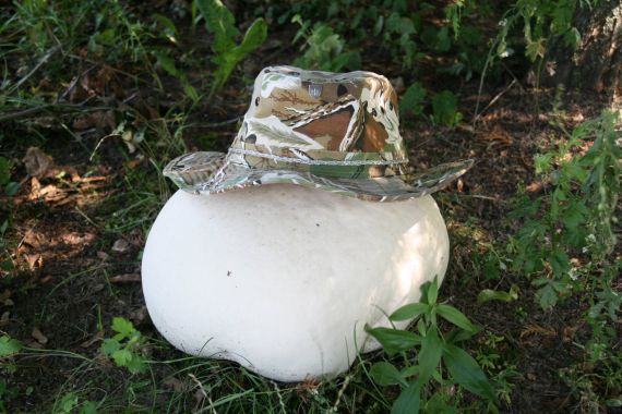 Gallery image 183864