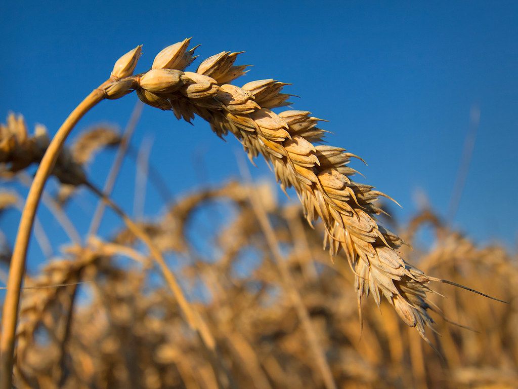 Kam un par ko maksājam asins naudu