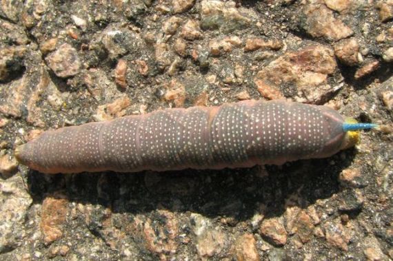 Gallery image 183704