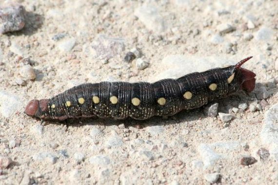 Gallery image 183709