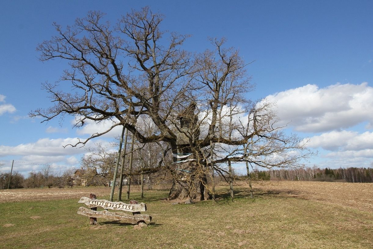 Rīt Tukumā būs seminārs par to, kā rūpēties par veciem, bioloģiski vērtīgiem kokiem