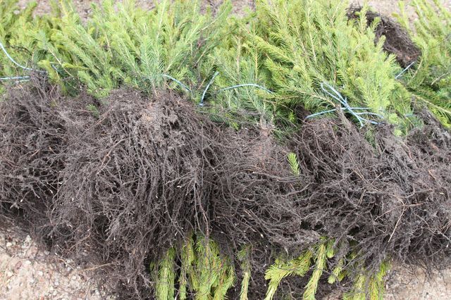 Gallery image 183196