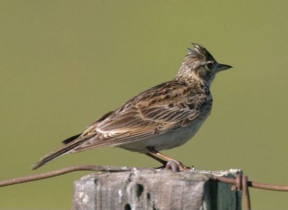 Gallery image 187991