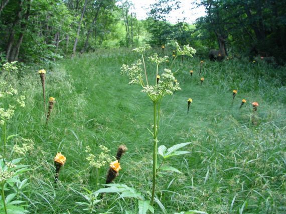 Gallery image 187710