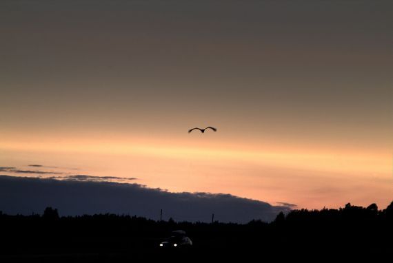 Gallery image 187523