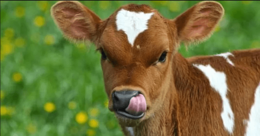 Jaunpilī plāno izveidot piemiņas vietu – akmenī kaltu teliņu