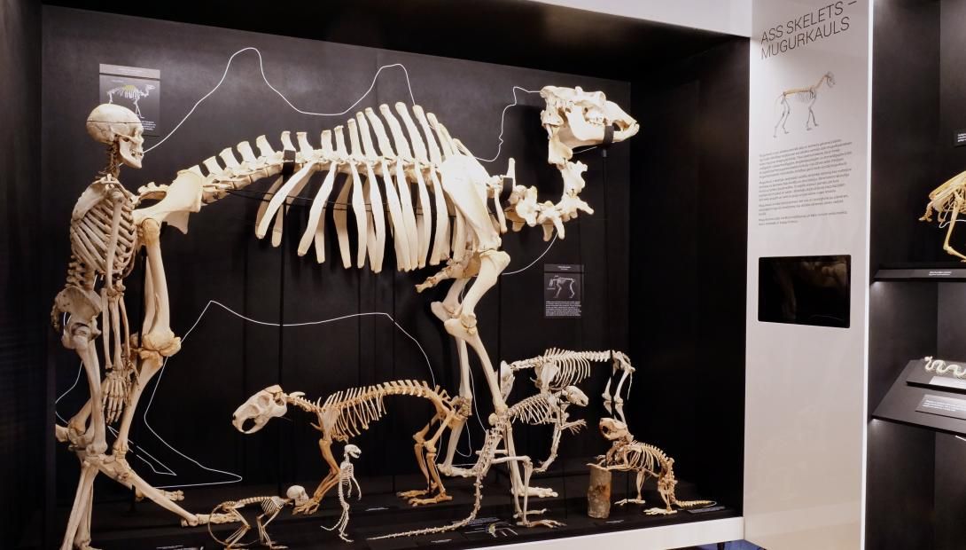 Dabas muzejā izveidot jauna ekspozīcija – «Skeletārijs»