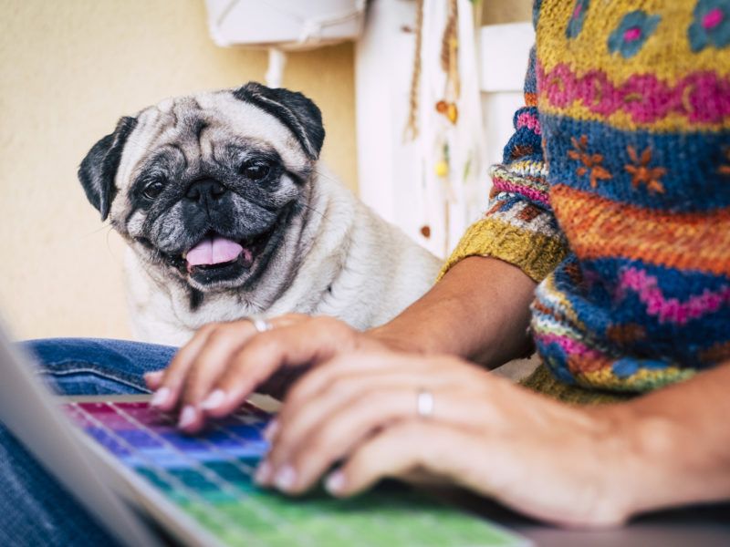 Suņu pirmreizējo reģistrāciju veiks tikai praktizējošie veterinārārsti