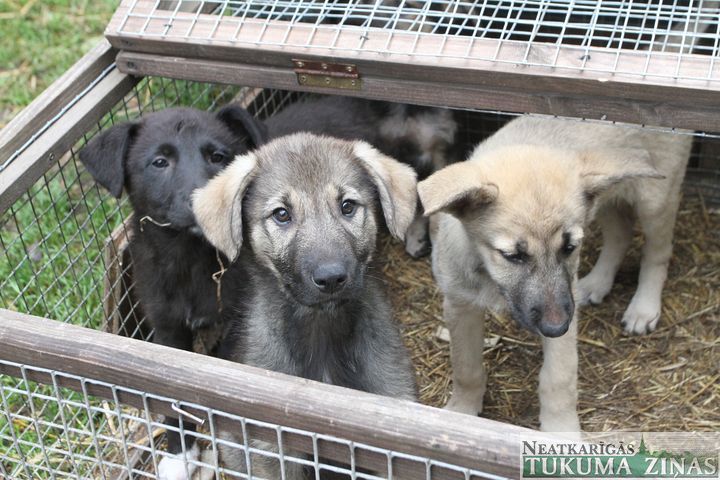 Gallery image 182809