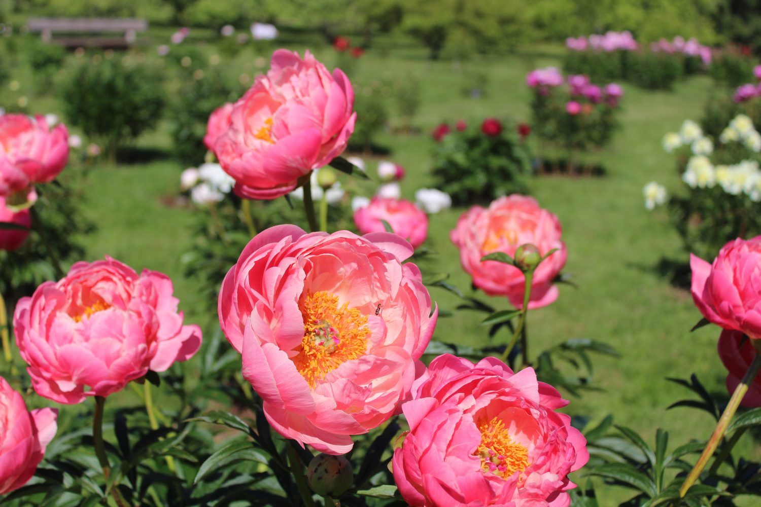 Pie peonijām Kalsnavā un Daugmalē