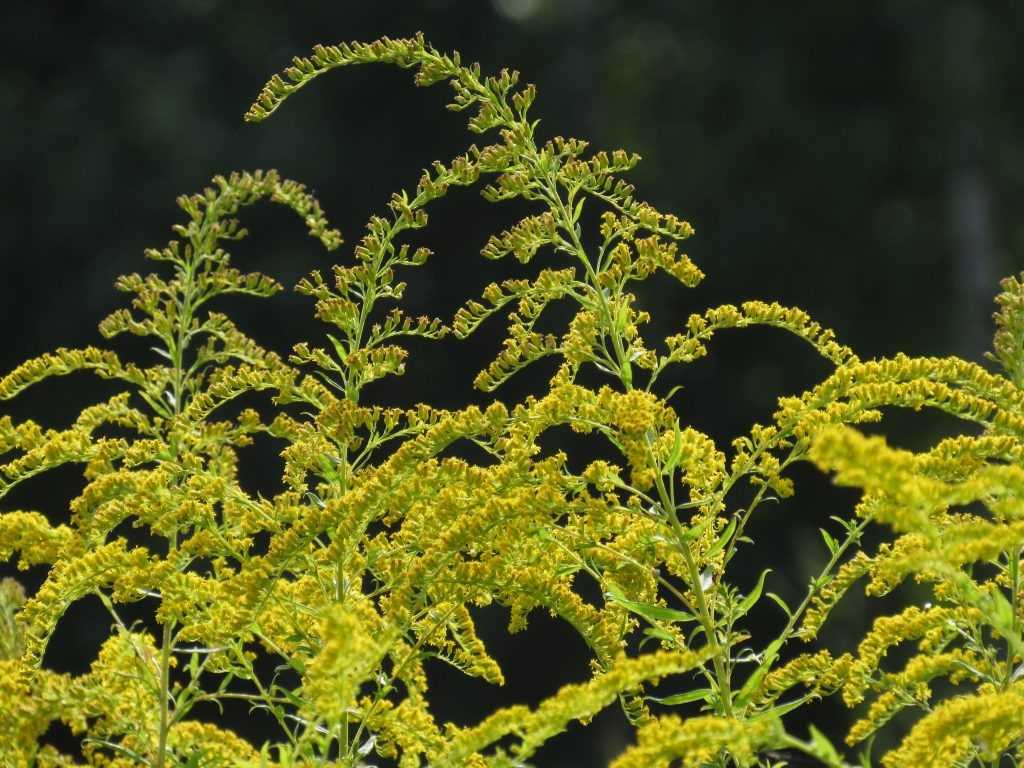 Pēta invazīvo sugu ierobežošanas metodes, to skaitā – Kandavā