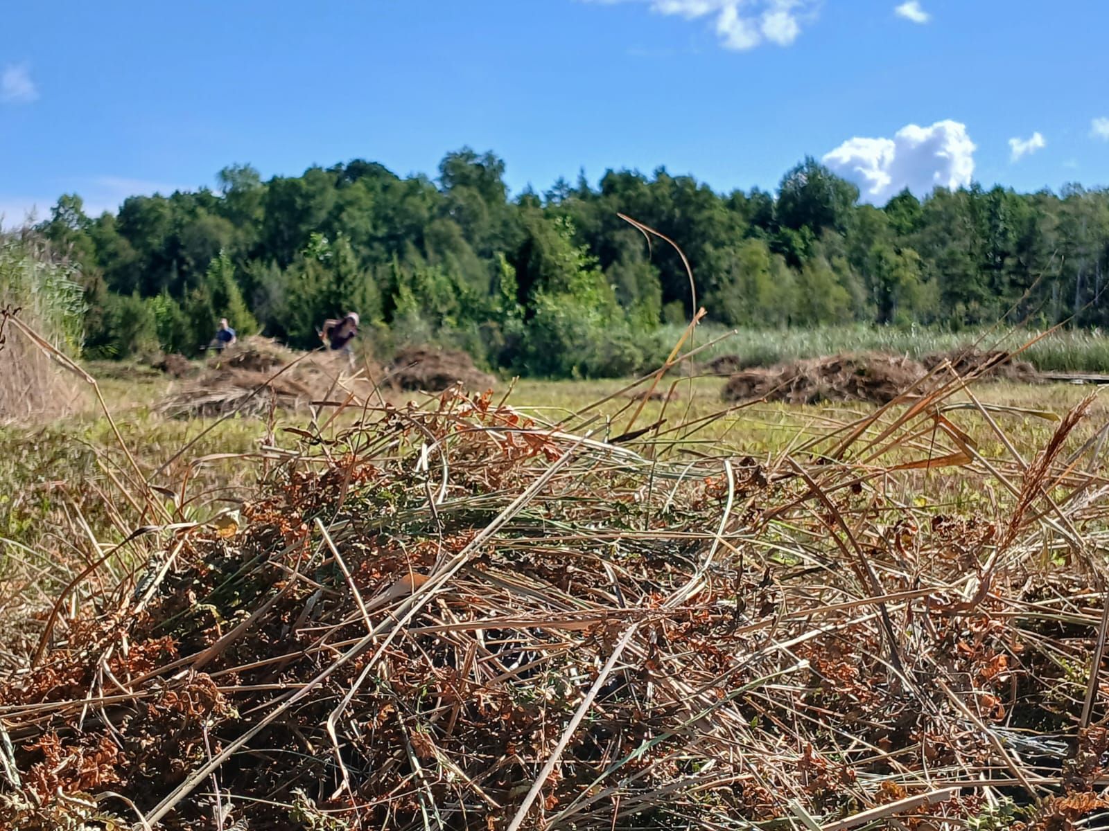 Dabas draugi aicināti uz vakara talku Kaņiera ezera zāļu purvā