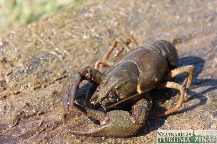 Gallery image 179403