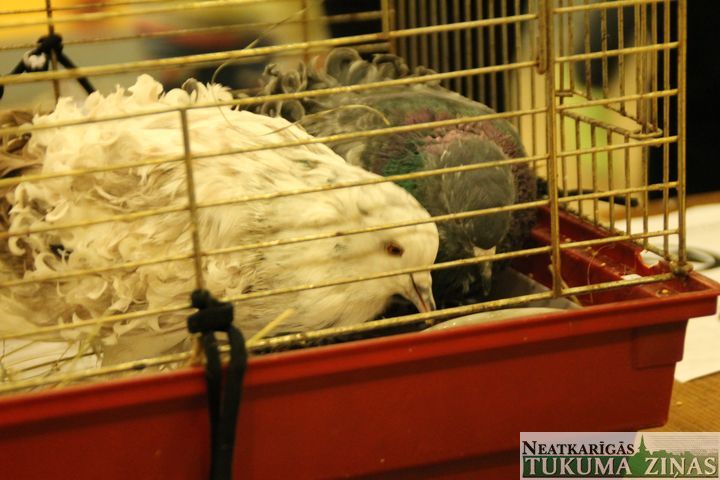 Gallery image 173587