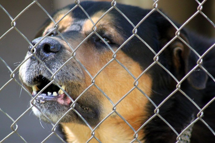 Sūdzas par suņiem un neesošām pastkastītēm, tostarp Engures novadā