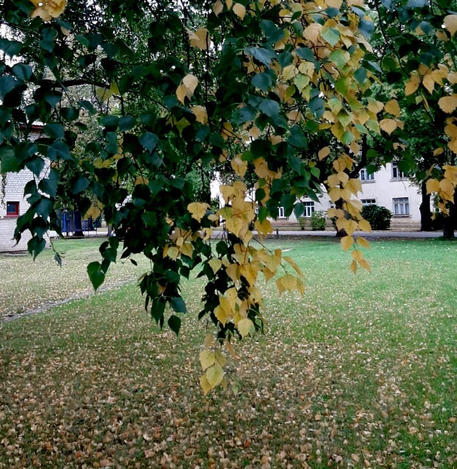 Kāpēc bērzi krāsojas “šķipsnās”?