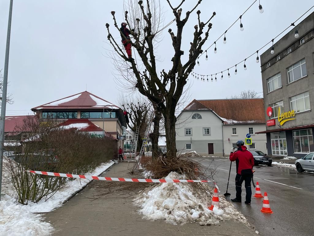 Tukumā uzsākta koku vainagu veidošana
