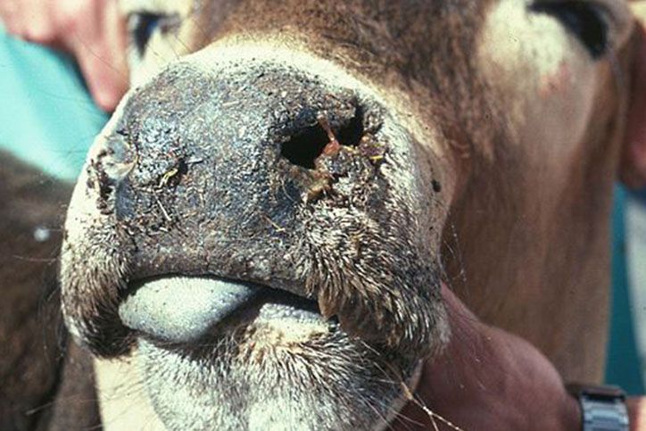 Lietuvā apstiprināti pirmie infekciozās zilās mēles slimības gadījumi