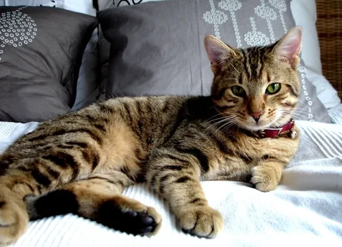 Stingrāk reglamentēs mājas (istabas) dzīvnieku labturību un aizsardzību