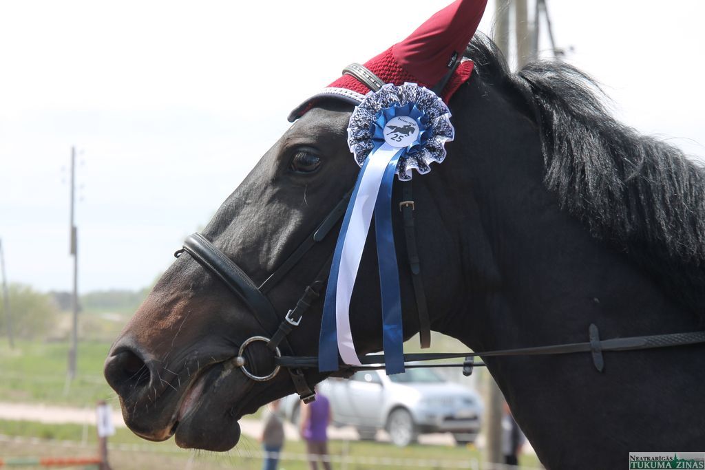 Uzņēmums «Ivetas zirgi» nosvinējis dzimšanas dienu