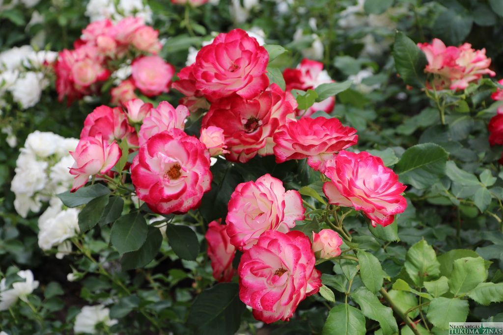 Gallery image 159806