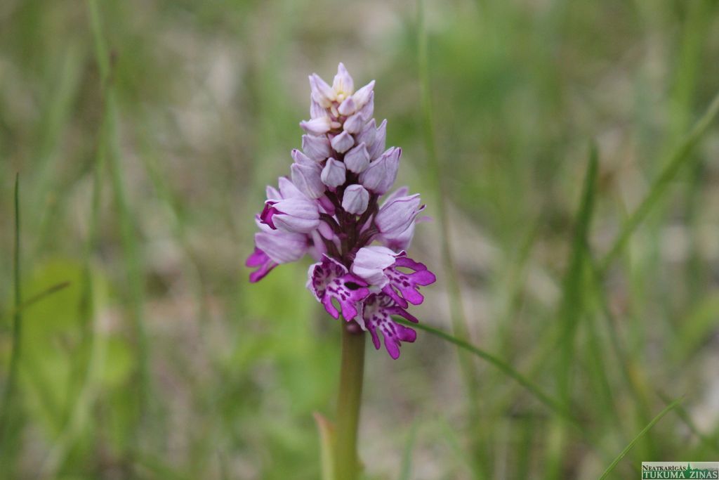 Gallery image 153842