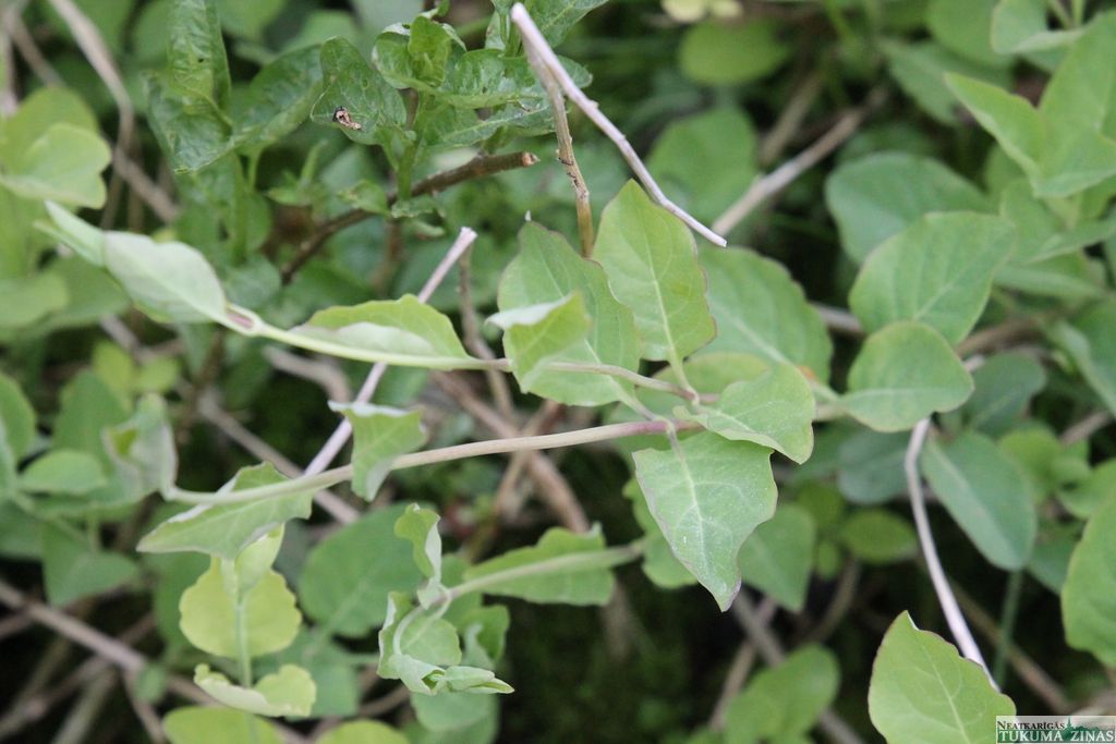 Gallery image 153844