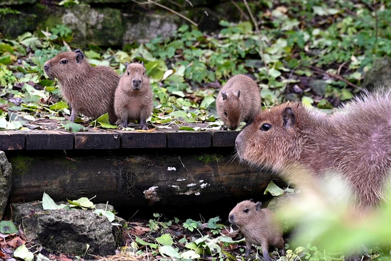 Rīga ZOO aicina dot vārdus kapibaru mazuļiem
