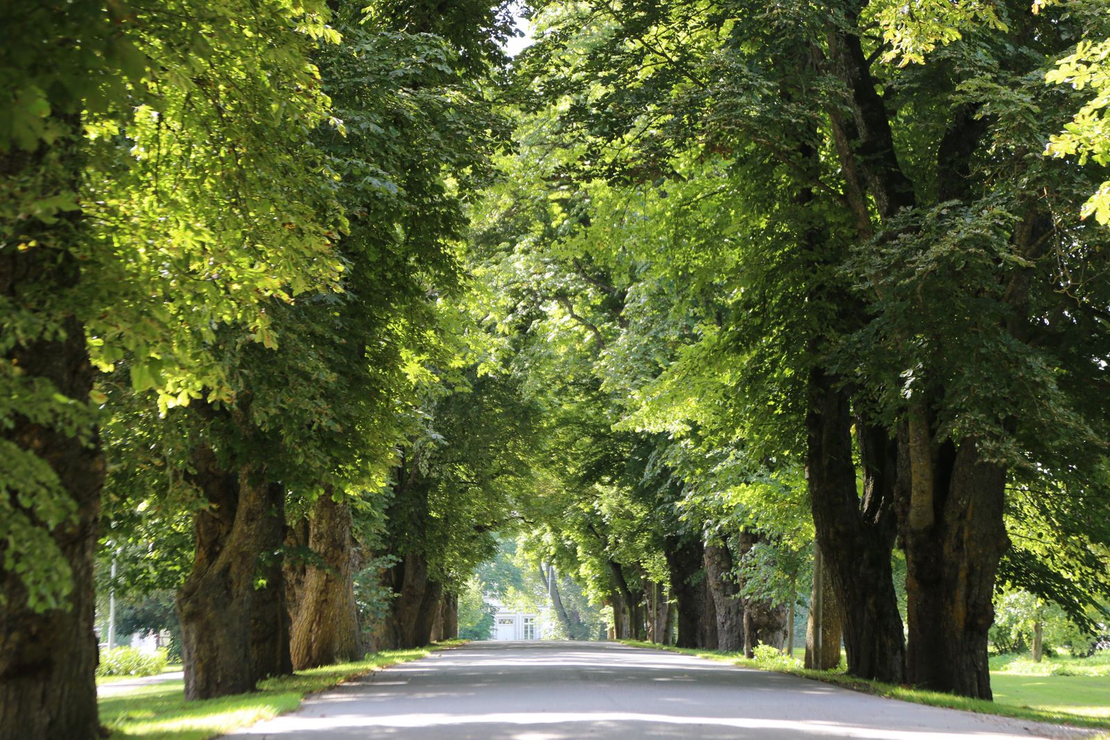 Atsākas akcija Kurzemē – aicina kļūt par aleju detektīviem 
