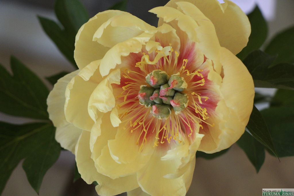 Gallery image 160408