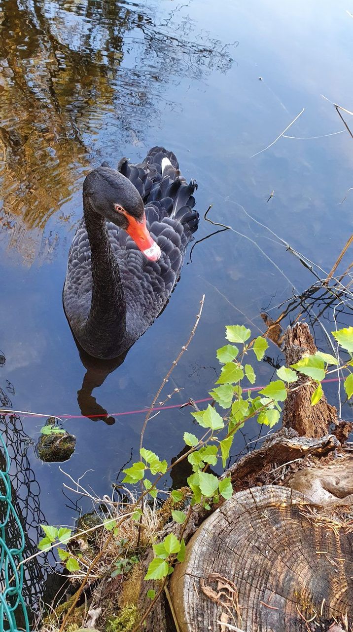 Heinriham ir kur atgriezties