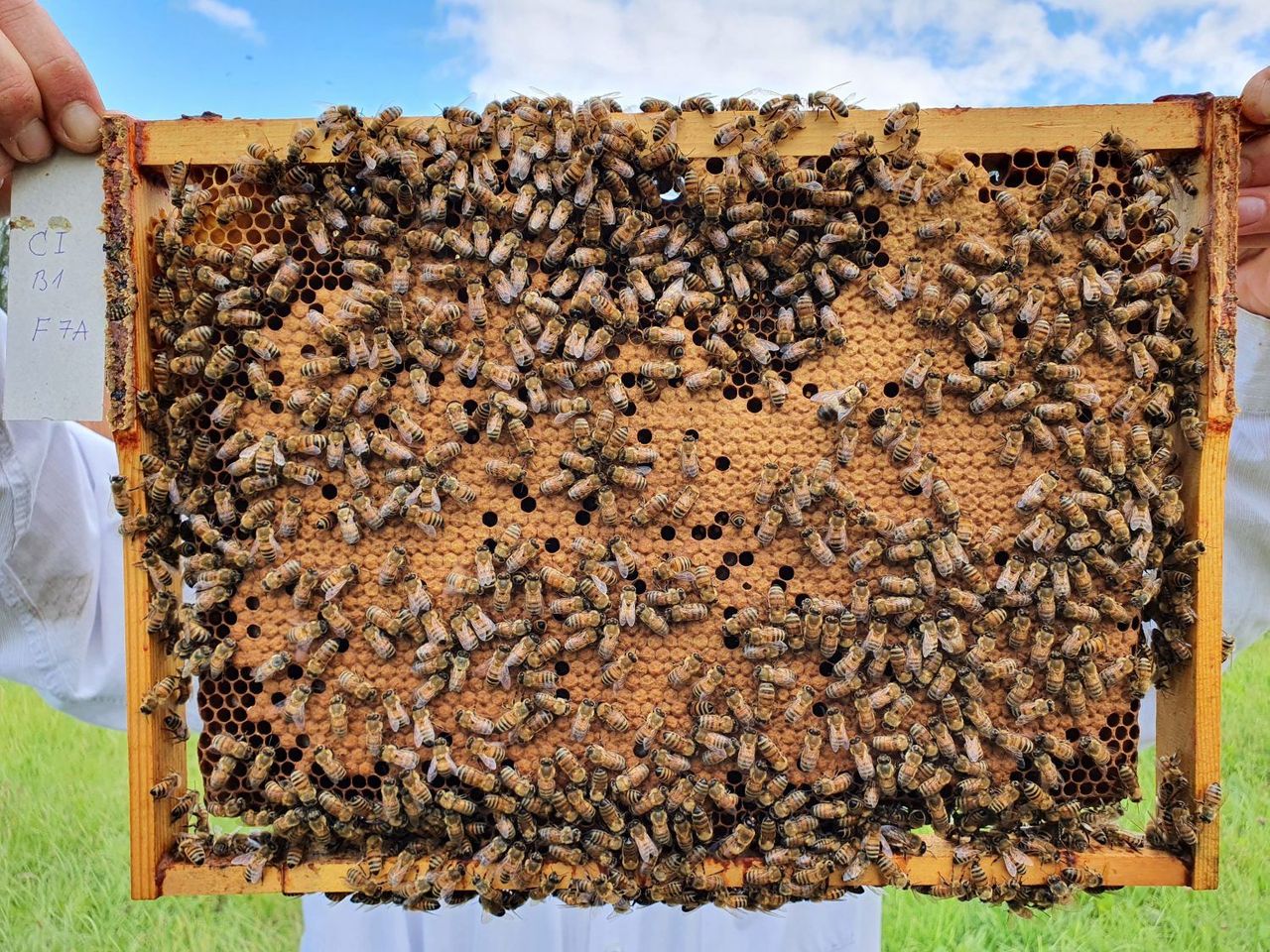 Viens bez otra nevar