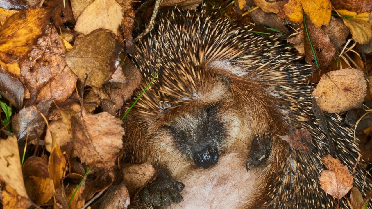 Dabas muzejā sestdien notiks pasākums ģimenēm „Ziemas guļai gatavojoties”