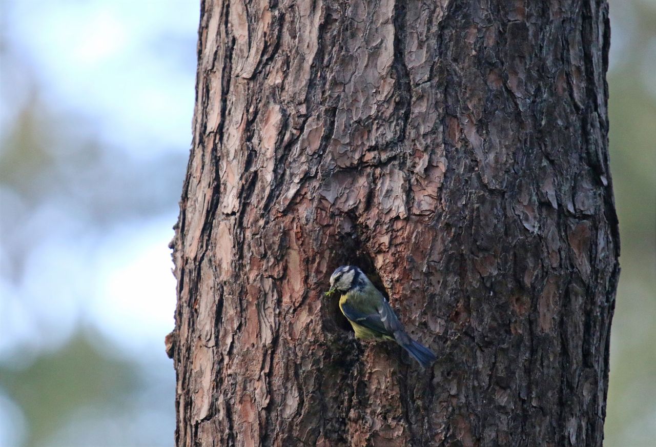 Gada dzīvotne 2026 – dobums