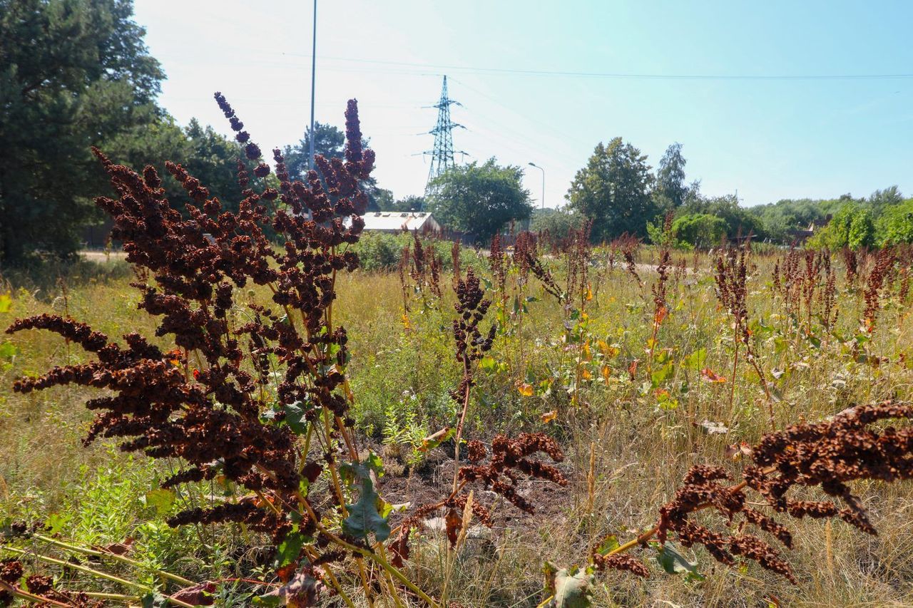 Pilsētas zālājam nav jābūt skūtam