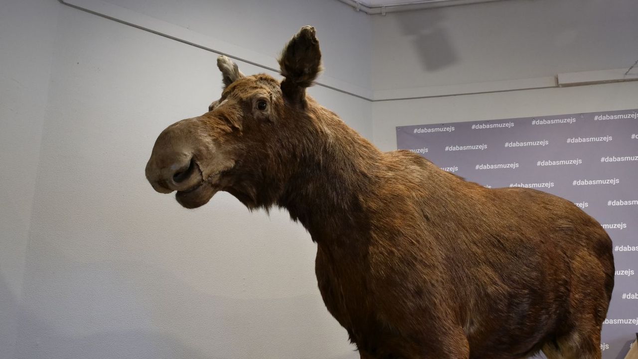 Izstāde par Dabas muzeja krājumu četros gadsimtos