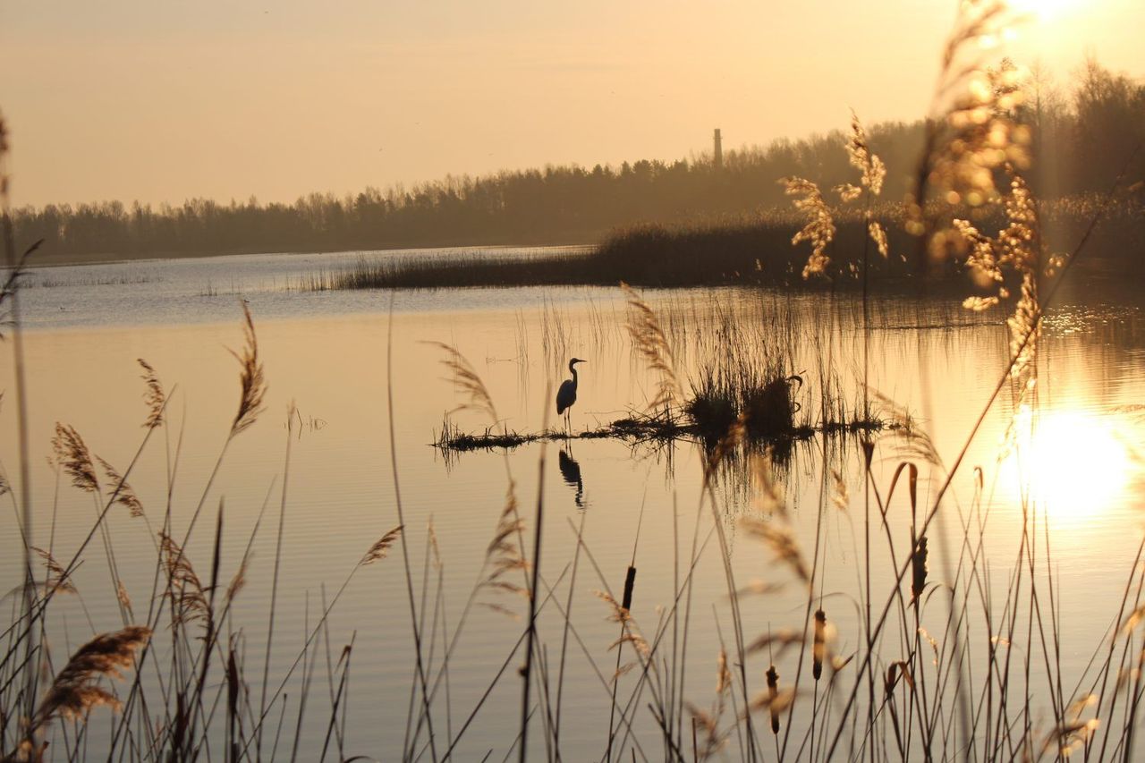 Putnu vērošana – Kaņiera laivu bāzē
