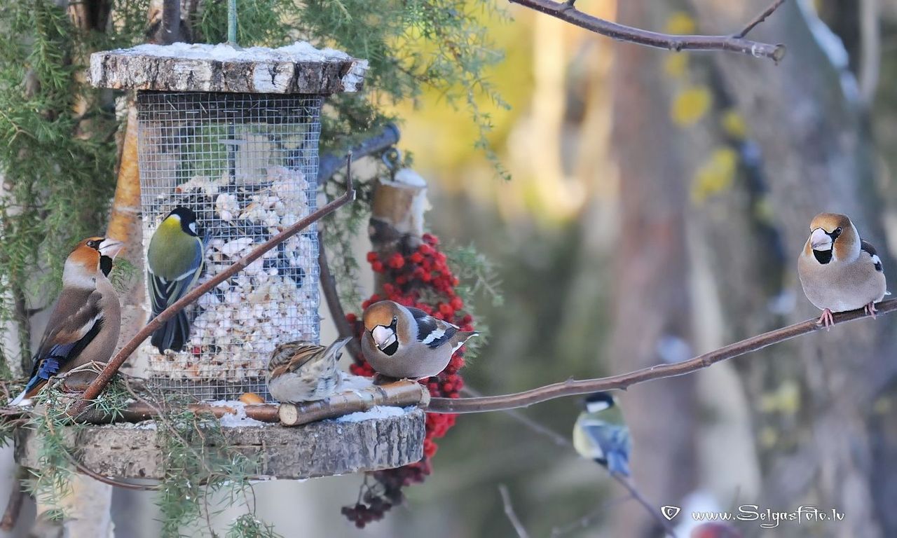 Aicina skaitīt ziemojošos putnus pie barotavām stundas garumā
