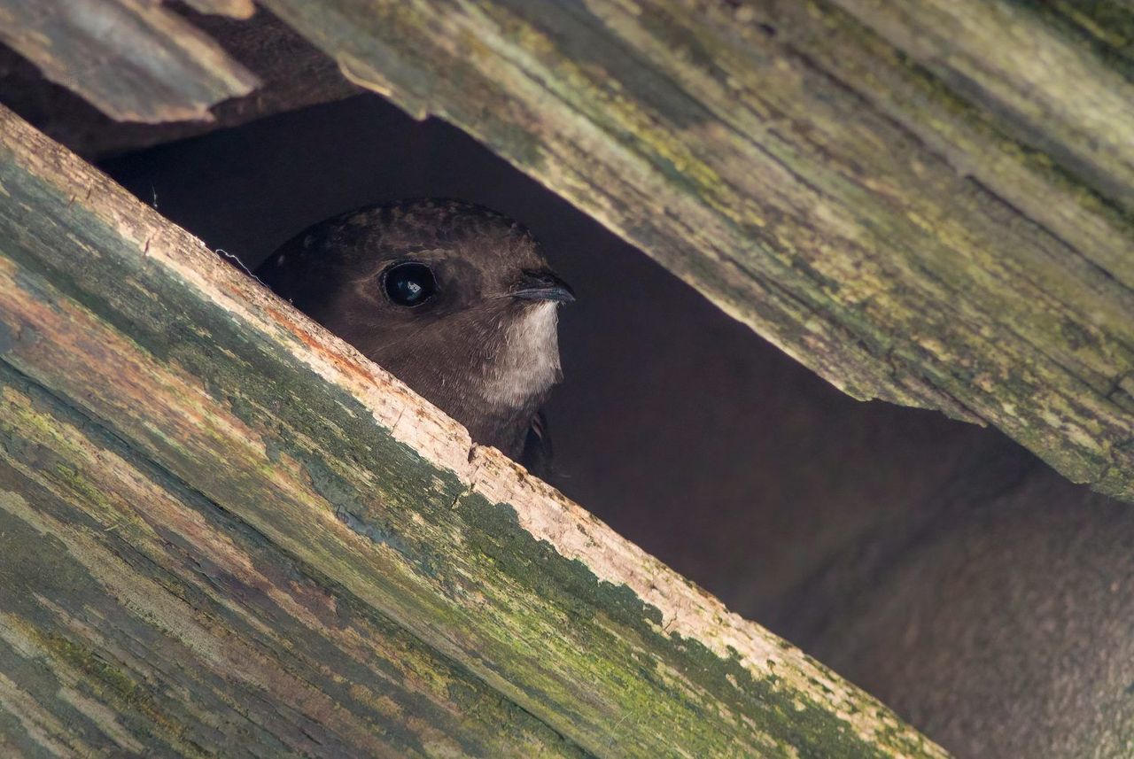Par 2022. gada putnu Latvijas Ornitoloģijas biedrība izvēlējusies svīri