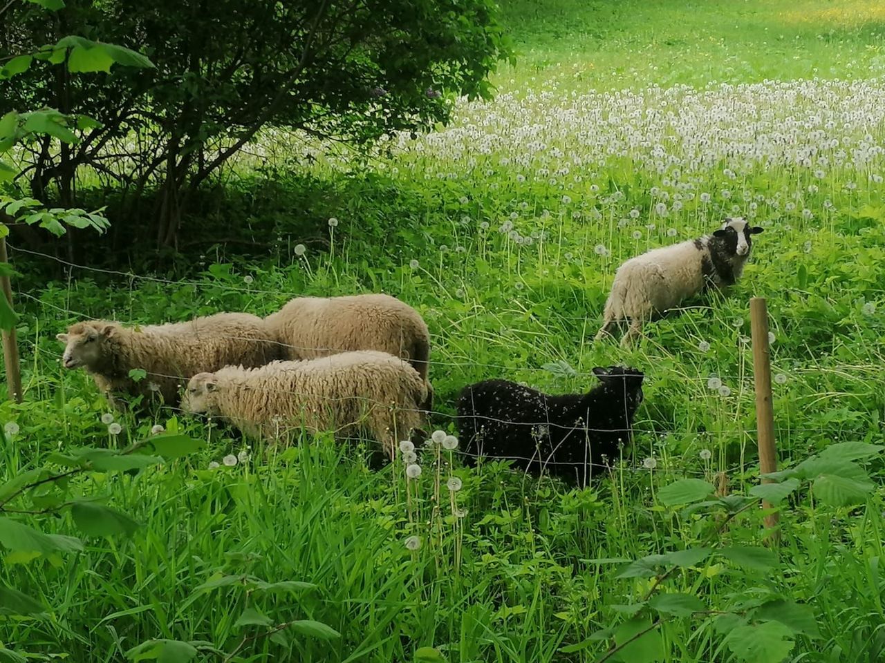 Jaunpils parka aitām – papildinājums